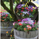 Illustration for article titled 20 Inspiring Flower Planters That Will Bring The Magic Into Your Garden